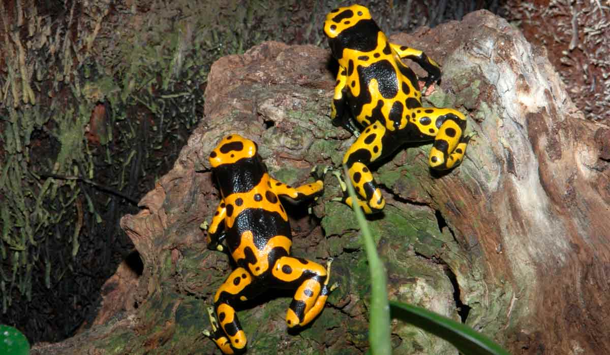 Sapo flecha (Dendrobates leucomelas)