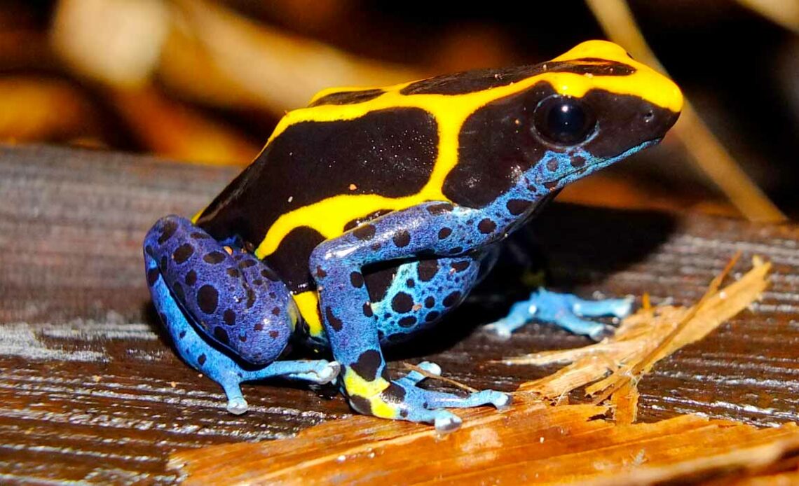 Sapo flecha (Dendrobates tinctorius)