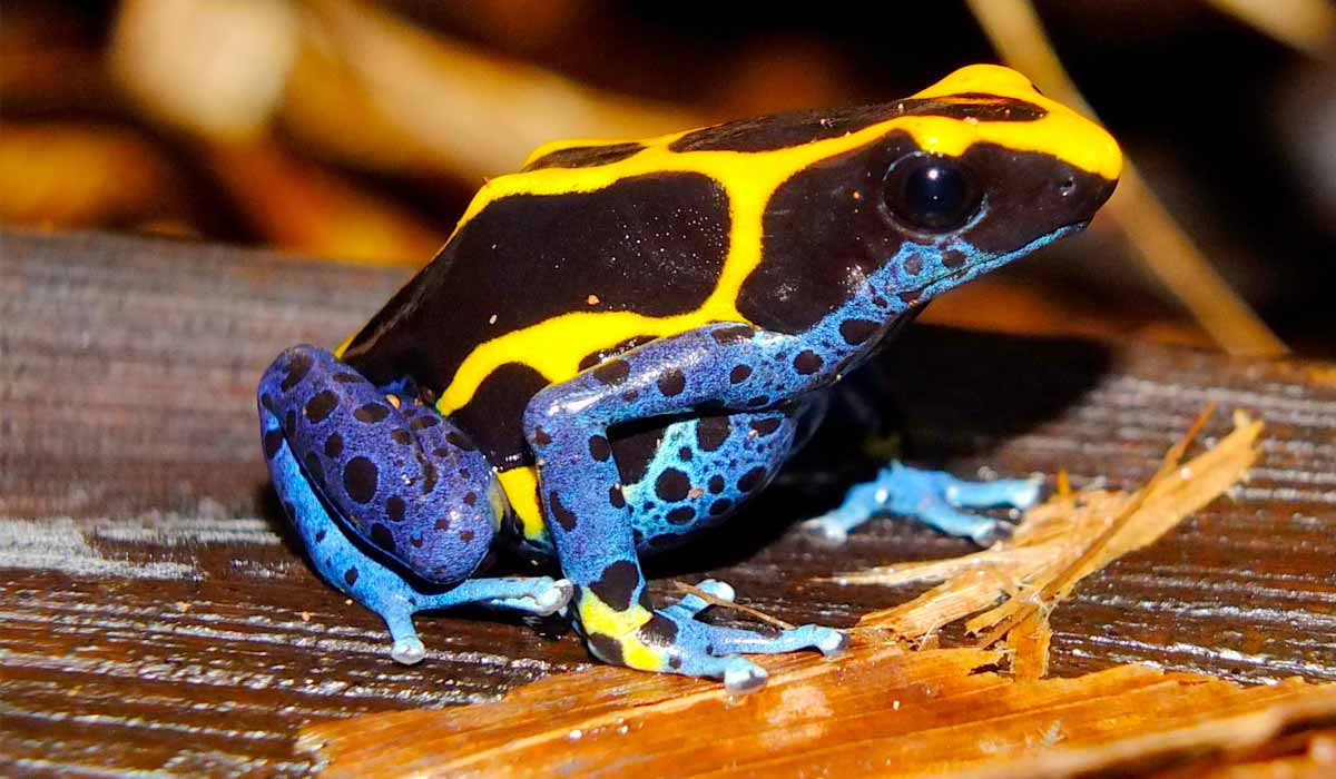 Sapo flecha (Dendrobates tinctorius)