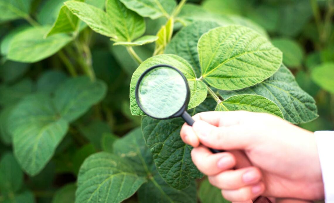 Engº. Agrônomo examinando folhas de soja na lavoura