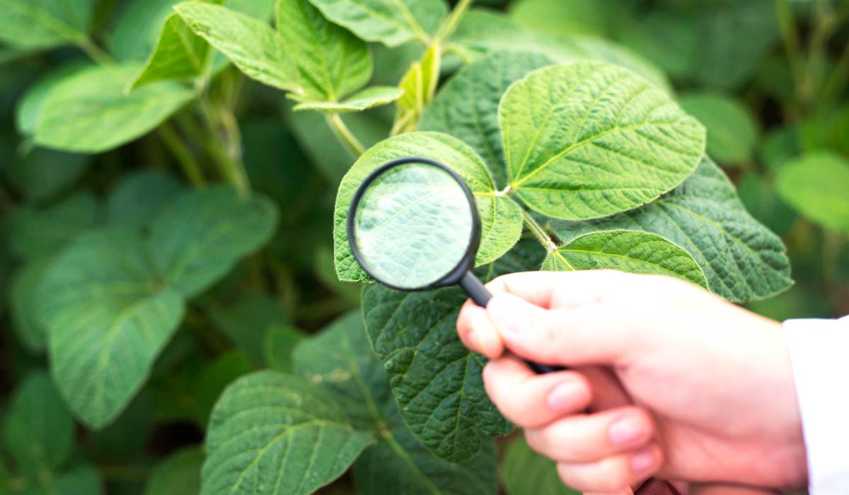 Engº. Agrônomo examinando folhas de soja na lavoura