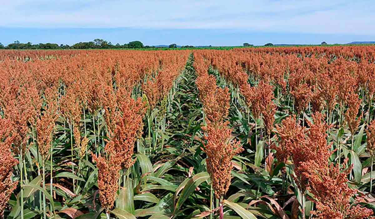 Lavoura de sorgo