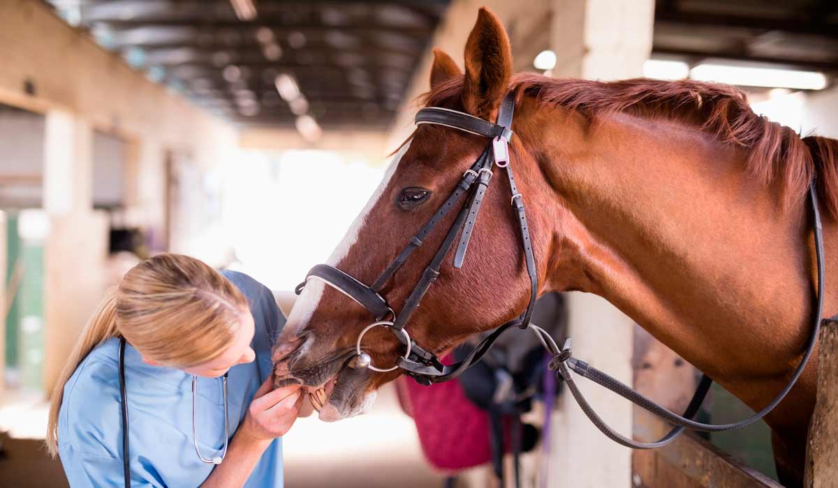 Médica veterinária examinando um animal