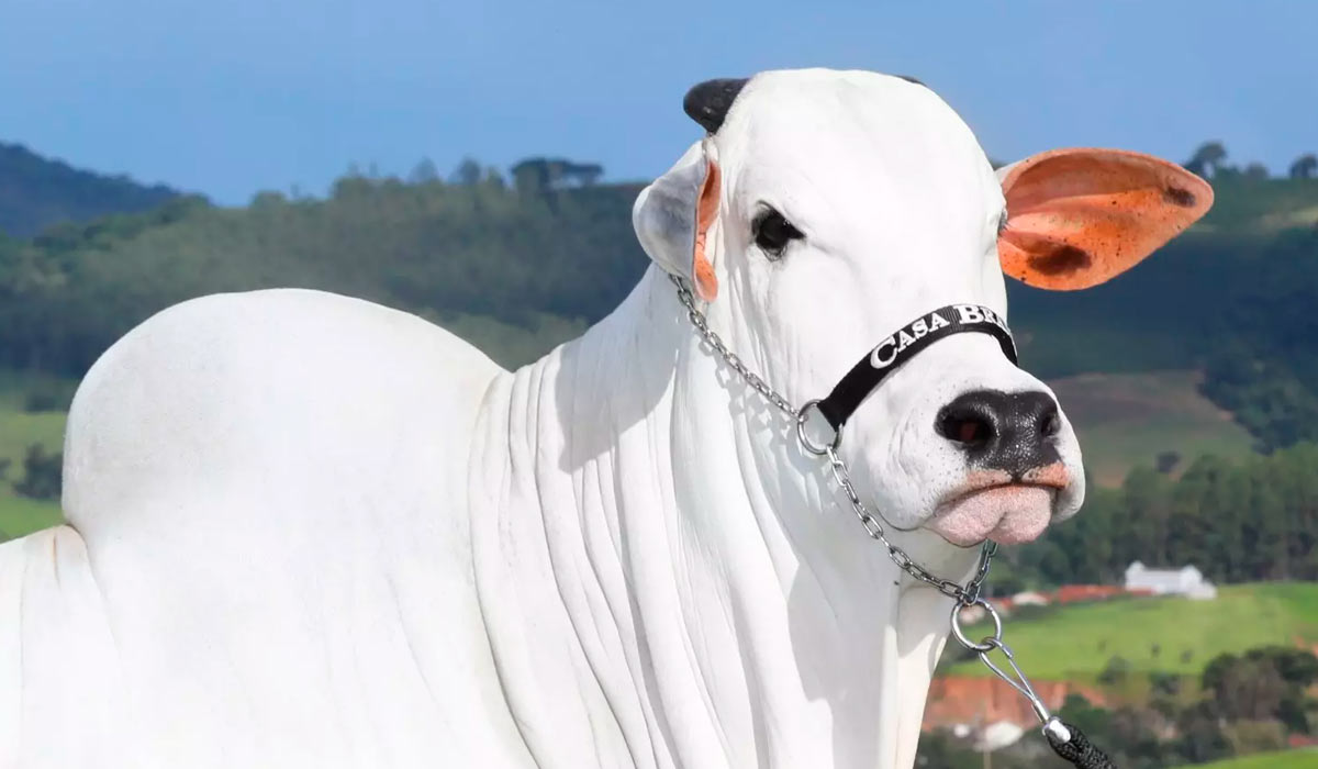 Vitamina-19 vaca nelore recorde Expozebu 2023