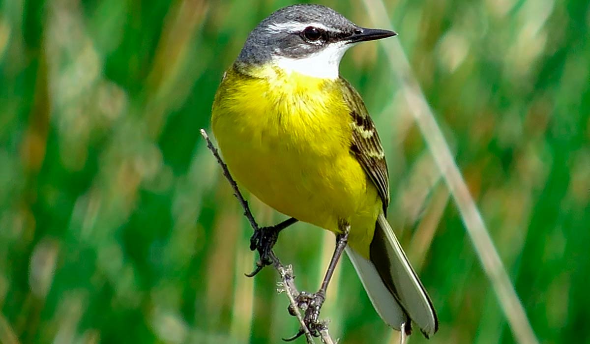 Alvéola-amarela (Motacilla flava)