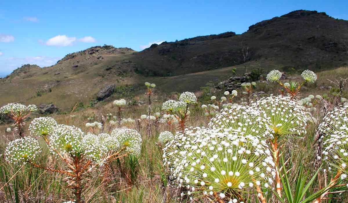 Campo de sempre vivas