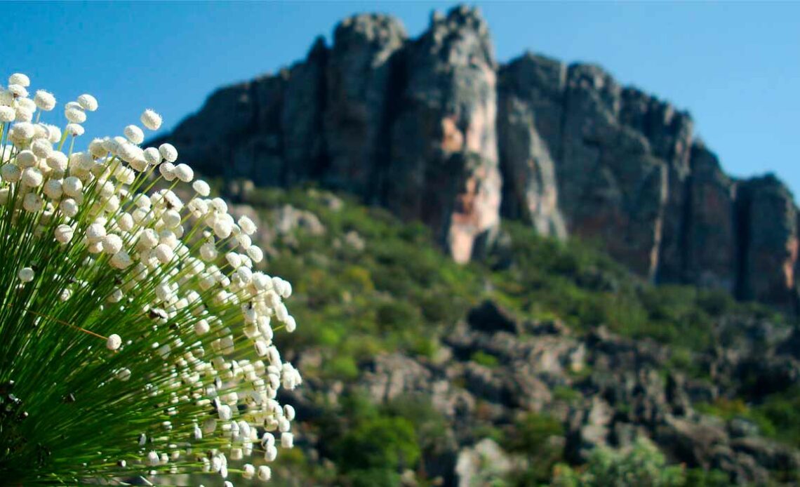 Serra do Espinhaço e sempre viva em destaque