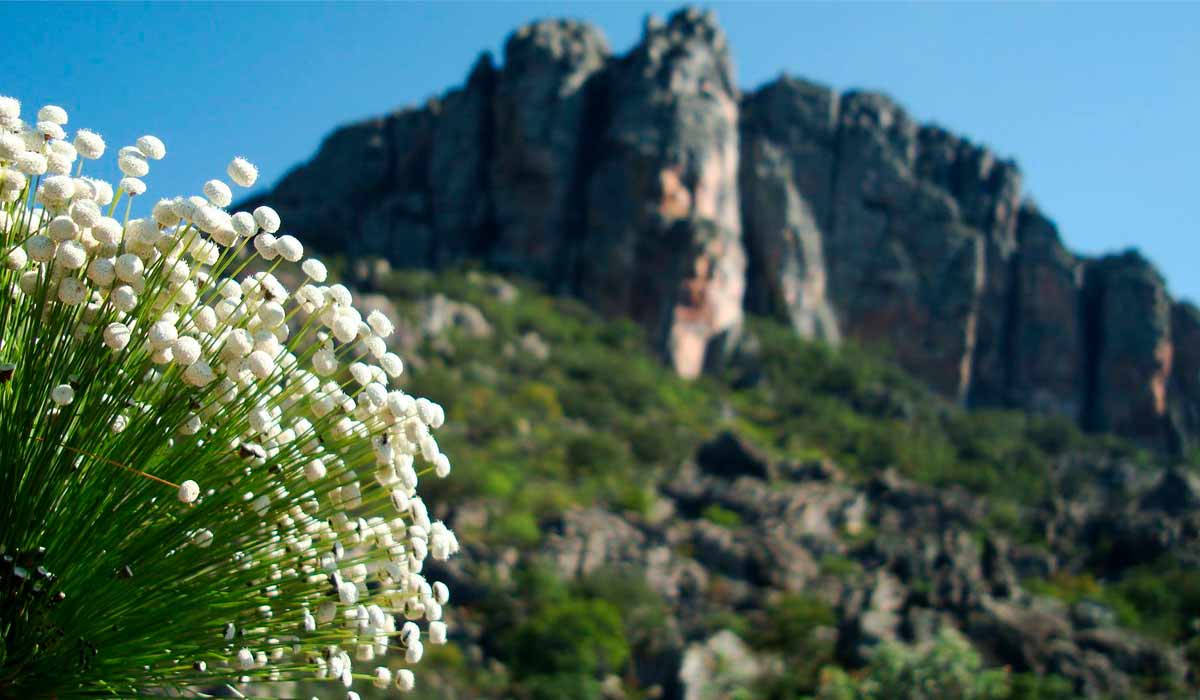 Serra do Espinhaço e sempre viva em destaque