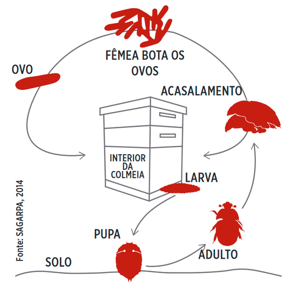 Ciclo do besouro da colmeia