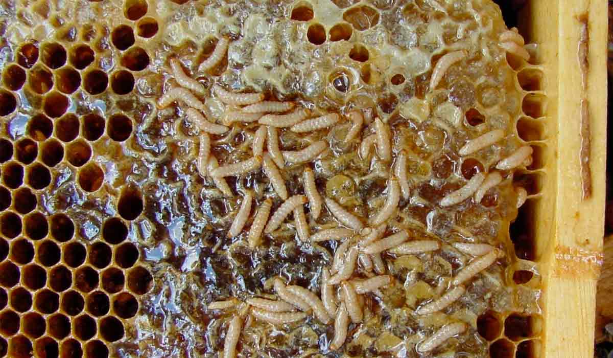 Larvas num favo