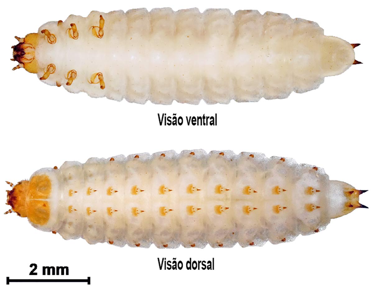 Larva do besouro da colmeia