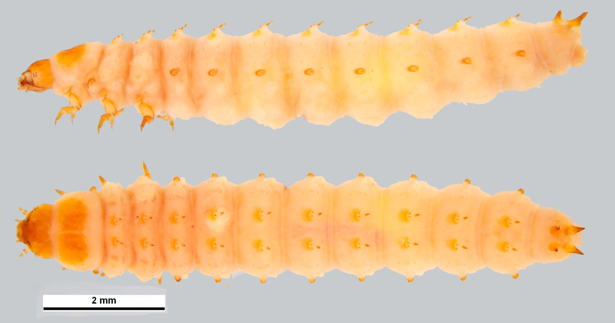 Larva do besouro da colmeia