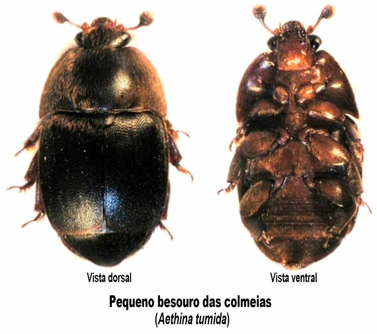 Pequeno besouro da colmeia (Aethina tumida)