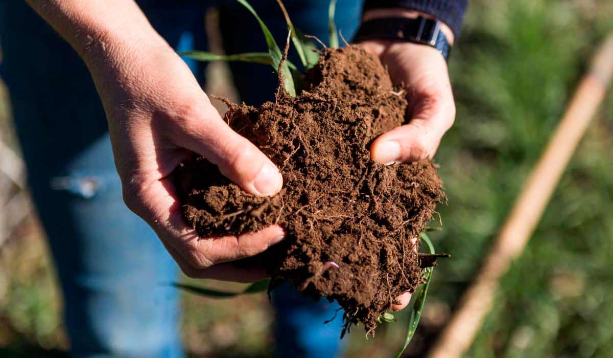 Agricultor com uma porção de solo nas mãos