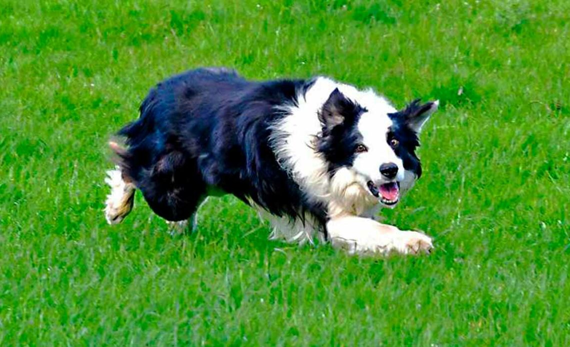 Border Collie em ação