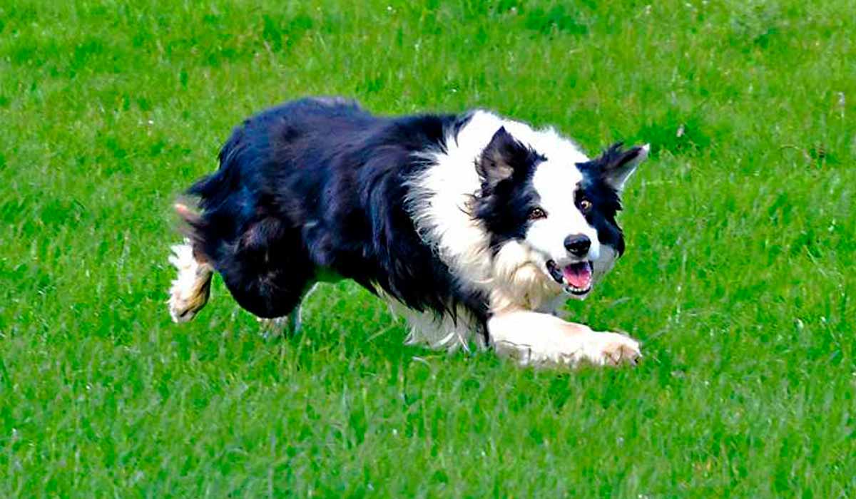 Border Collie em ação