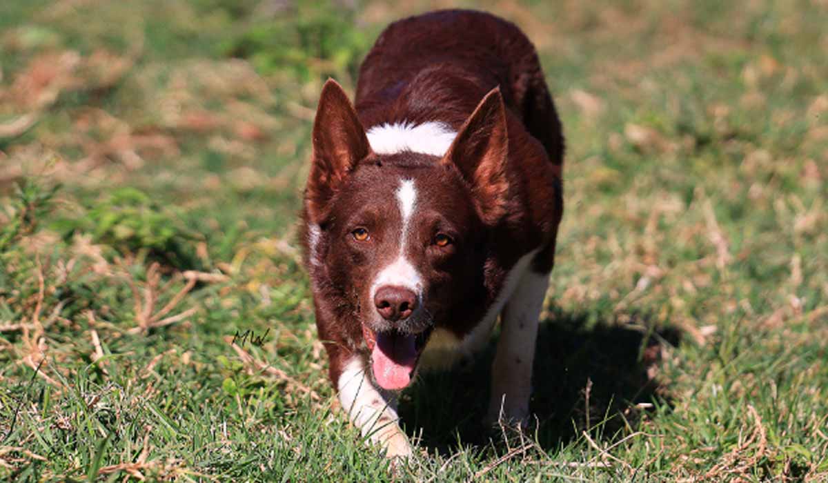 Border Collie