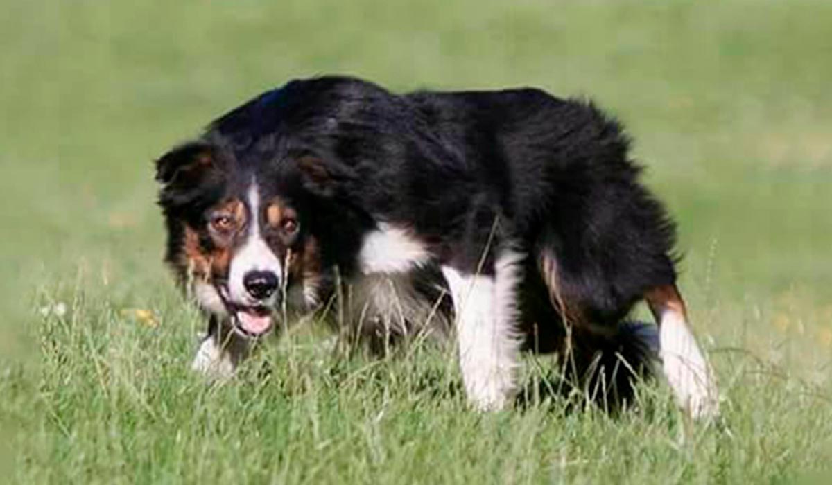 Border collie