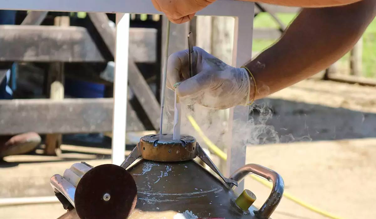 Botijão de semen sendo manuseado