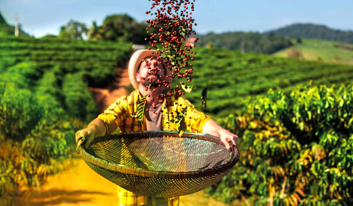 Produtor abanando café