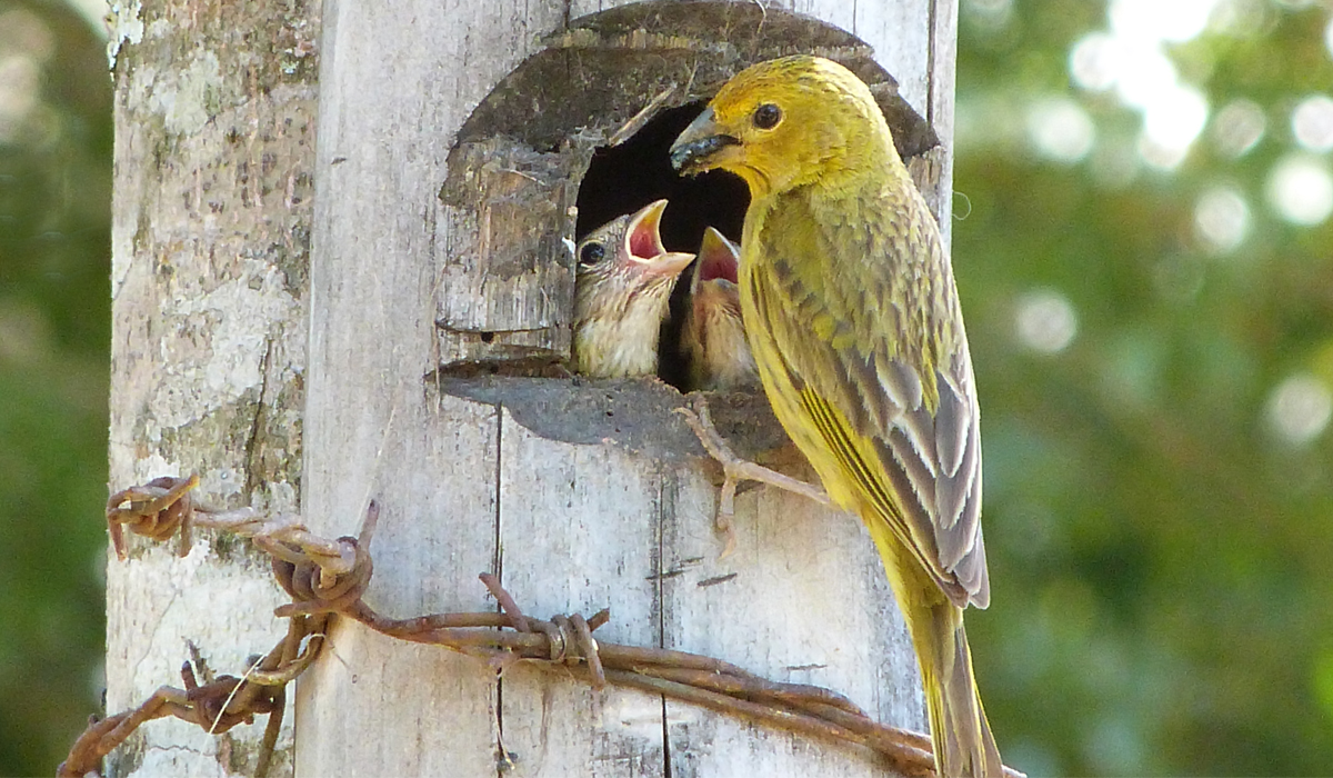 Fêmea de canário de terra (Sicalis flaveola) alimentando filhotes na entrada do ninho
