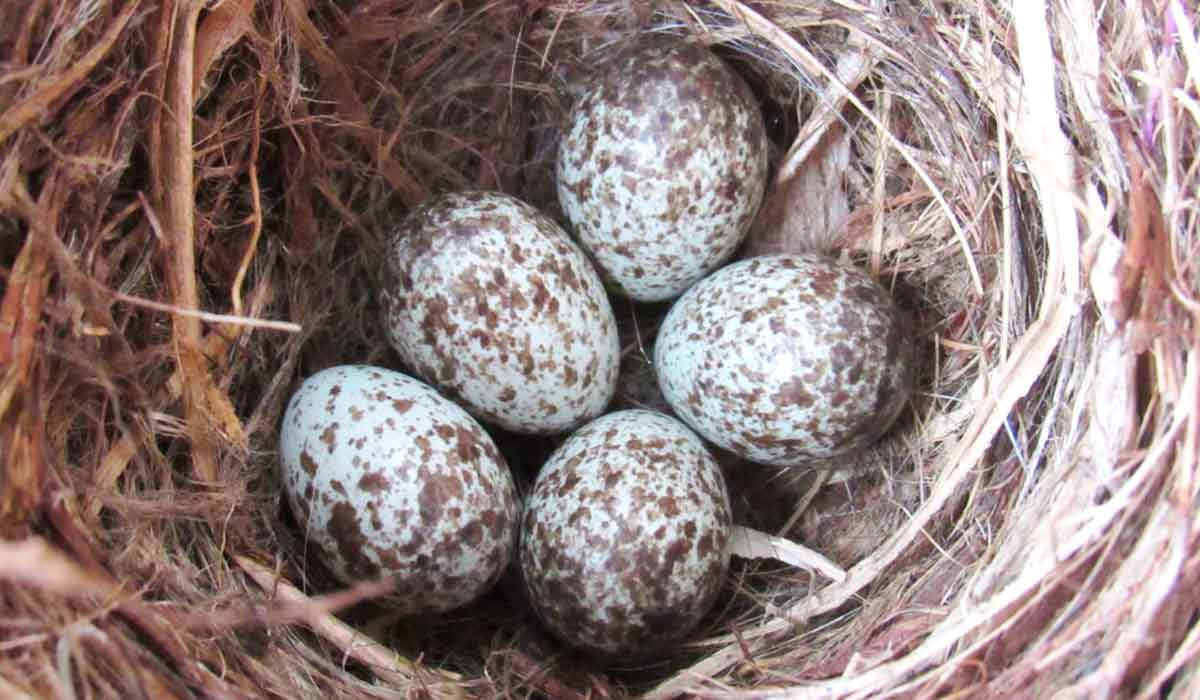 Ninho com ovos de canário de terra (Sicalis flaveola)