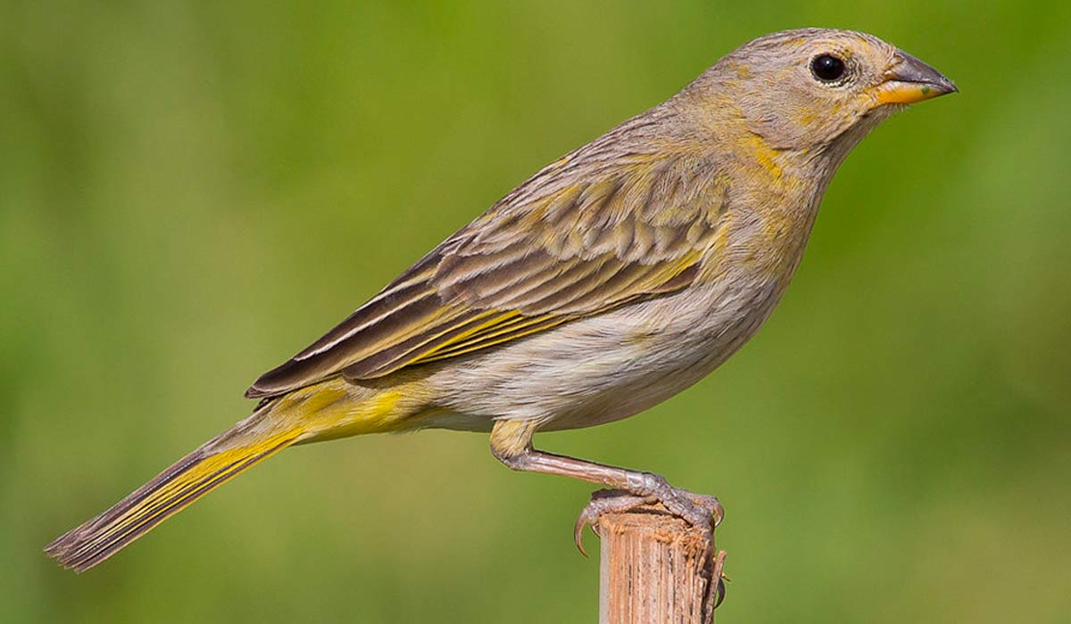 Canário de terra fêmea (Sicalis flaveola)