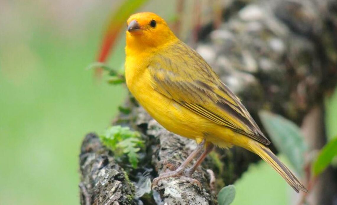 Canário da terra (Sicalis flaveola)