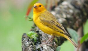 Canário da terra (Sicalis flaveola)