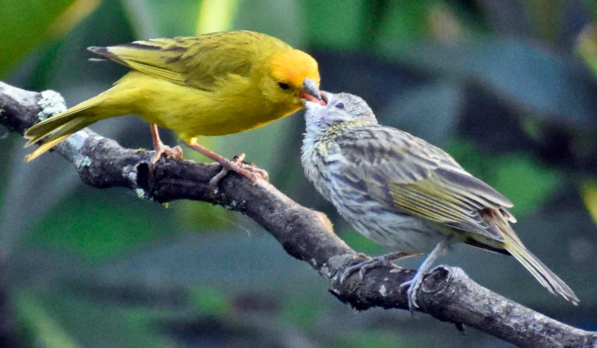 Macho de canário de terra (Sicalis flaveola) alimentando um filhote jovem