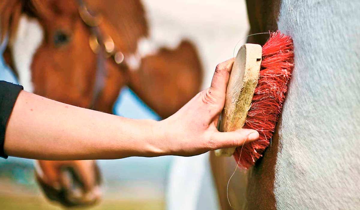 Escovando o cavalo