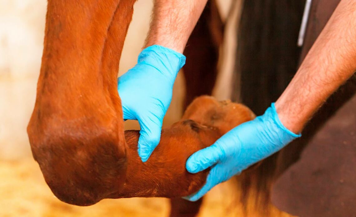 Veterinário examinando a perna do cavalo