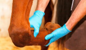 Veterinário examinando a perna do cavalo