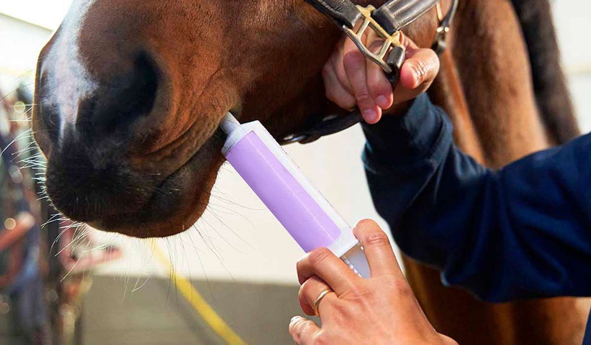 Veterinária administrando medicamento oral no cavalo