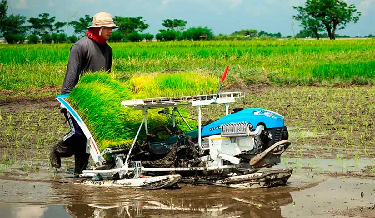 Mini plantadeira de arroz chinesa em operação