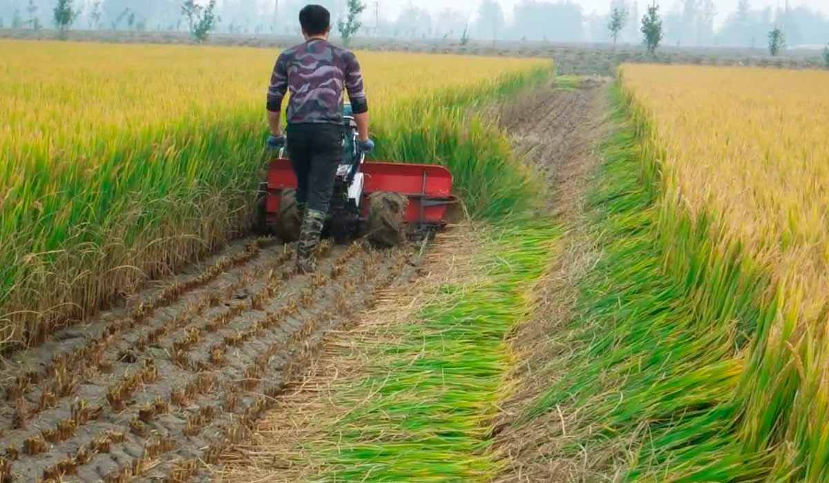 Mini colhetadeira de arroz chinesa em operação