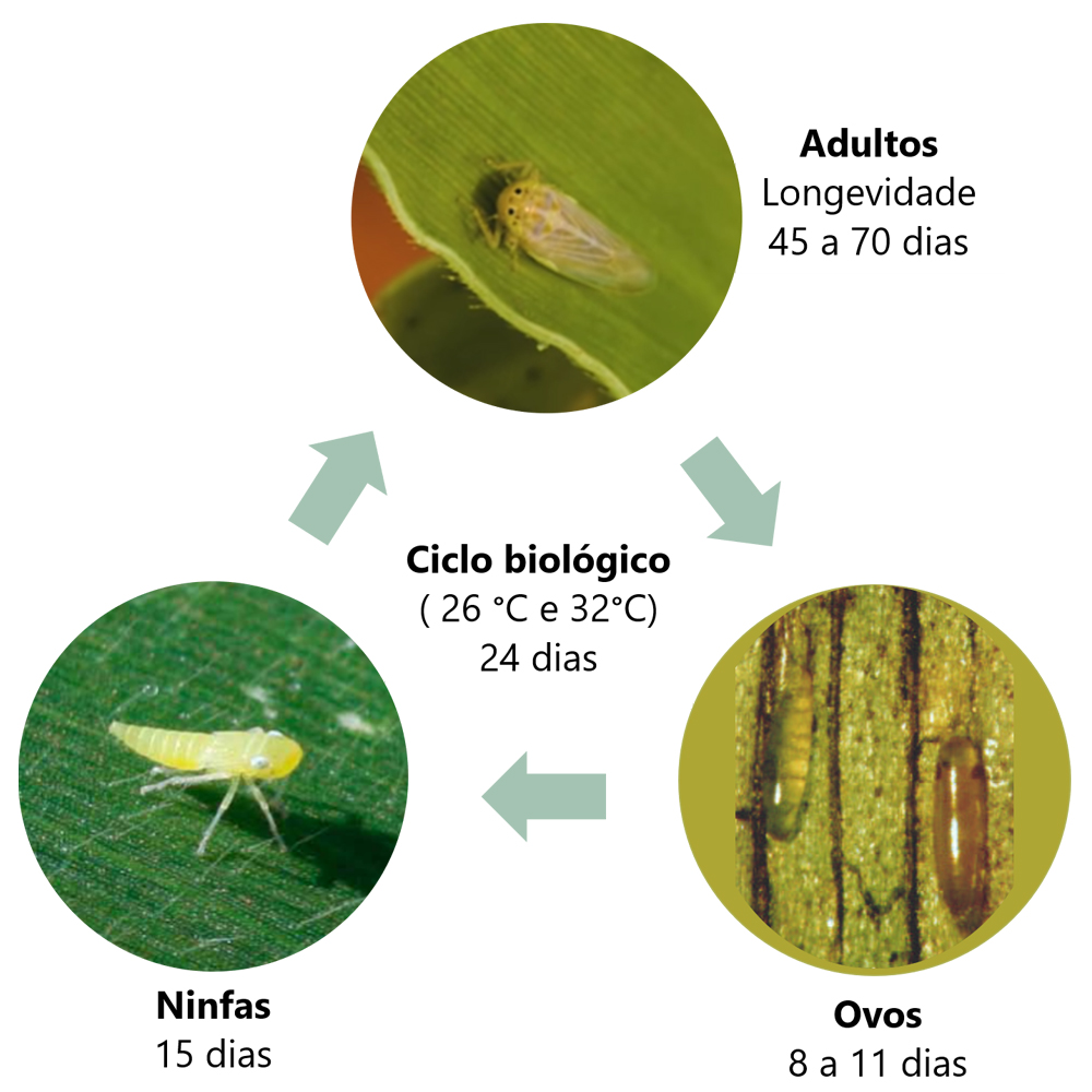 Representação do ciclo biológico de Dalbulus maidis - Fotos: Embrapa Milho e Sorgo