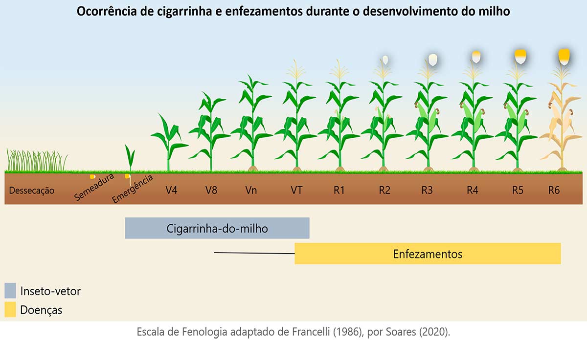 Escala de fenologia adaptado de Francelli (1986), por Soares (2020)