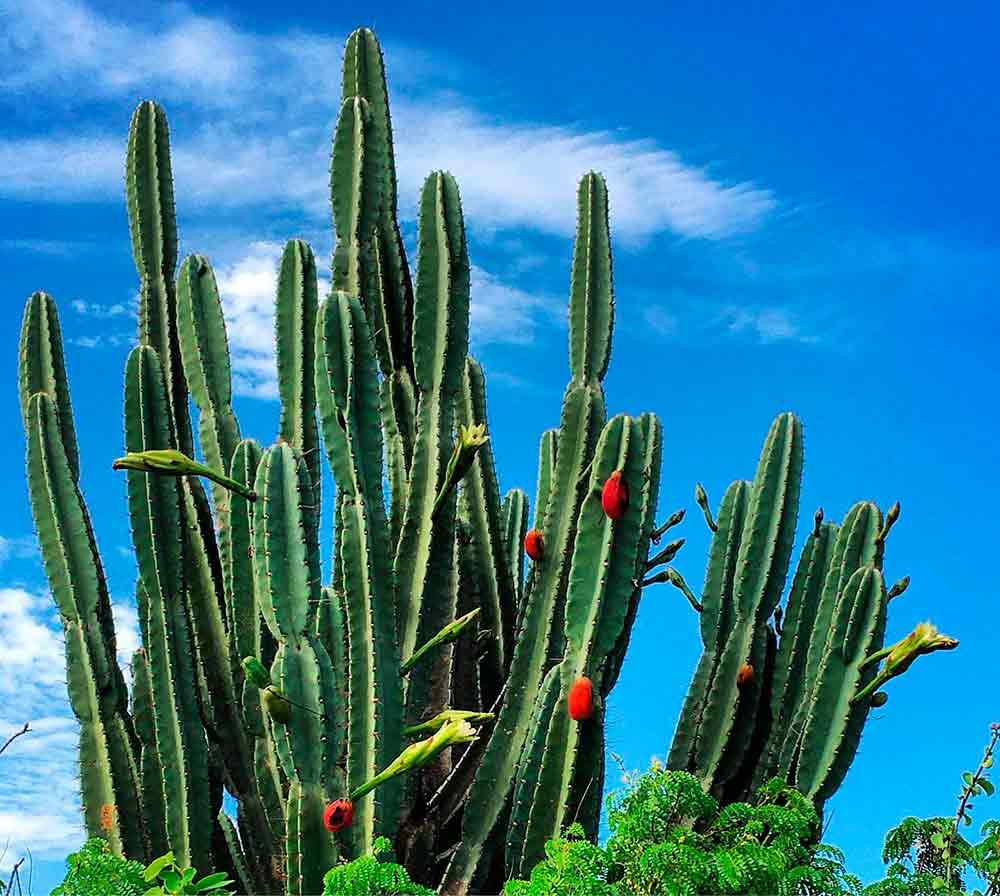 Mandacaru (Cereus jamacaru)