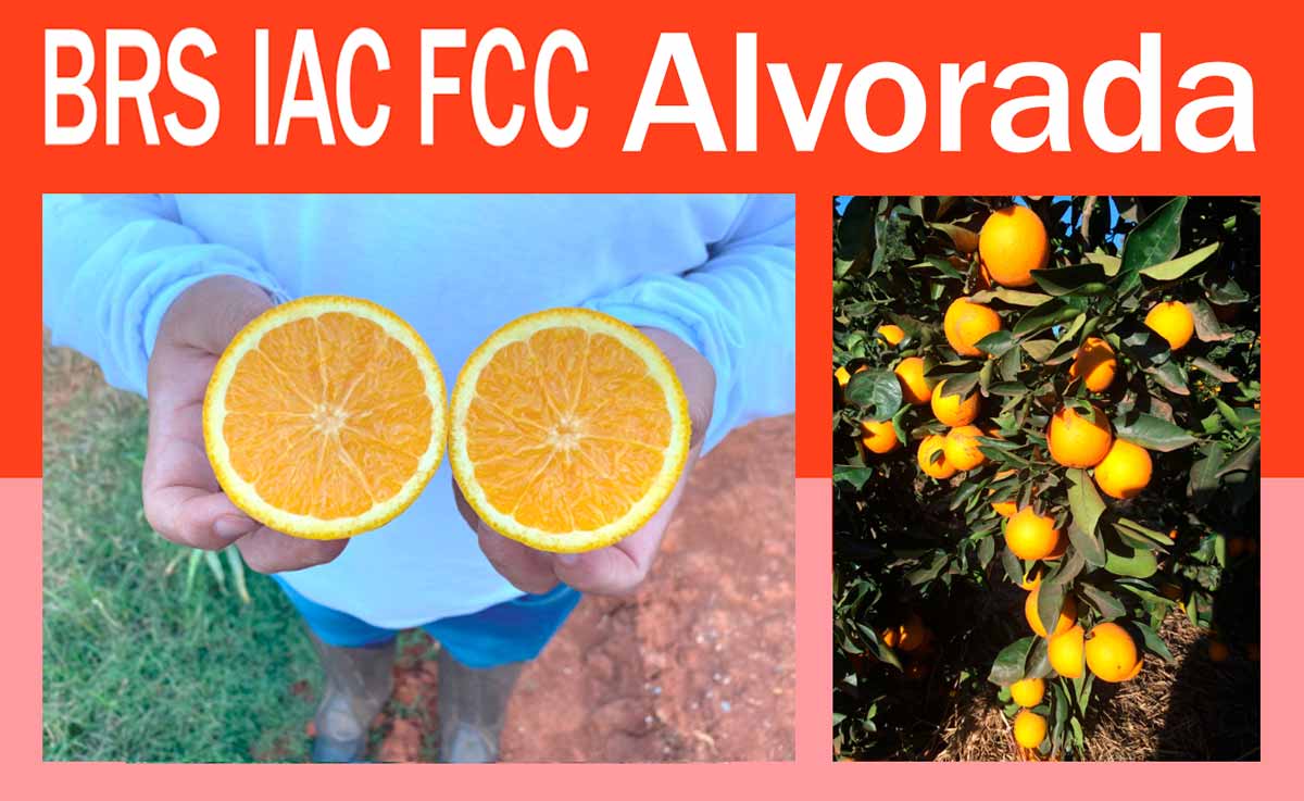 Laranja BRS IAC FCC Alvorada