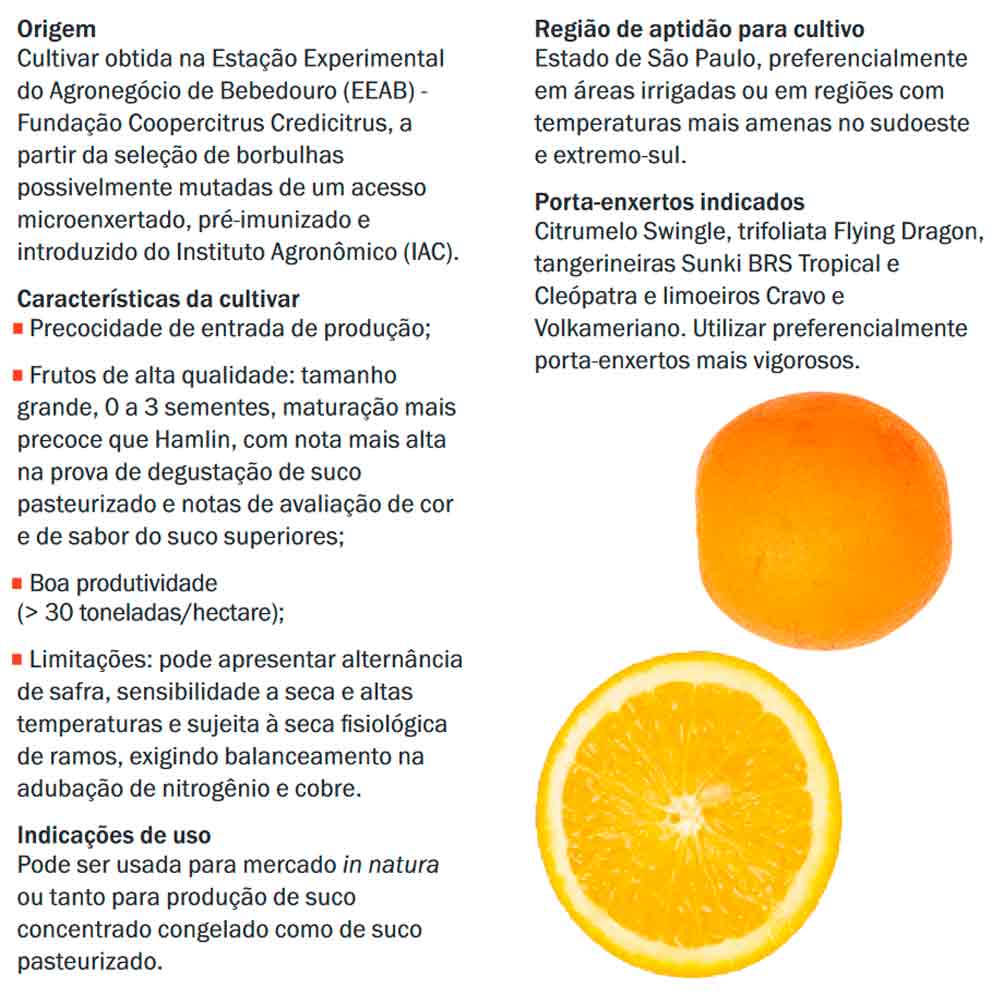 Laranja BRS IAC FCC Alvorada