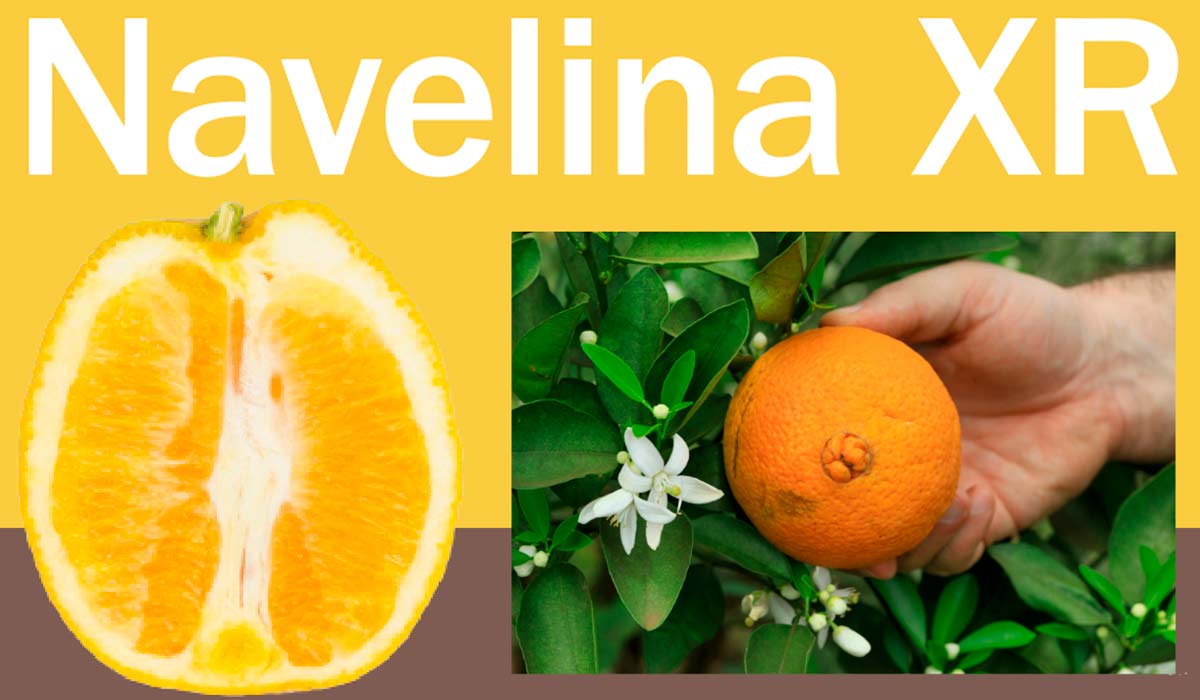 Laranja Navelina XR