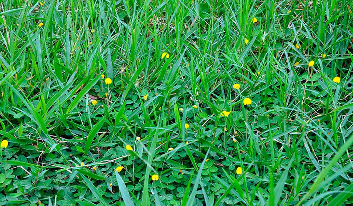 Pasto biodiverso na Fazenda Guaxupé (Rio Branco, AC) - Foto: Carlos Maurício Soares de Andrade