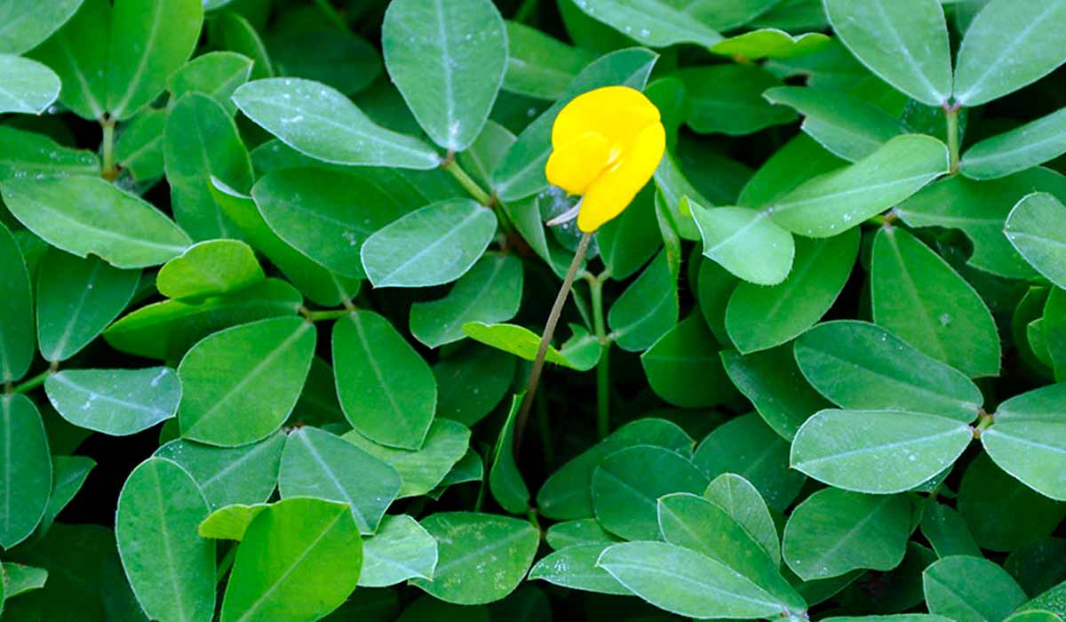 Cultivar de amendoim forrageiro melhorada BRS Oquira - Foto: Carlos Maurício Soares de Andrade