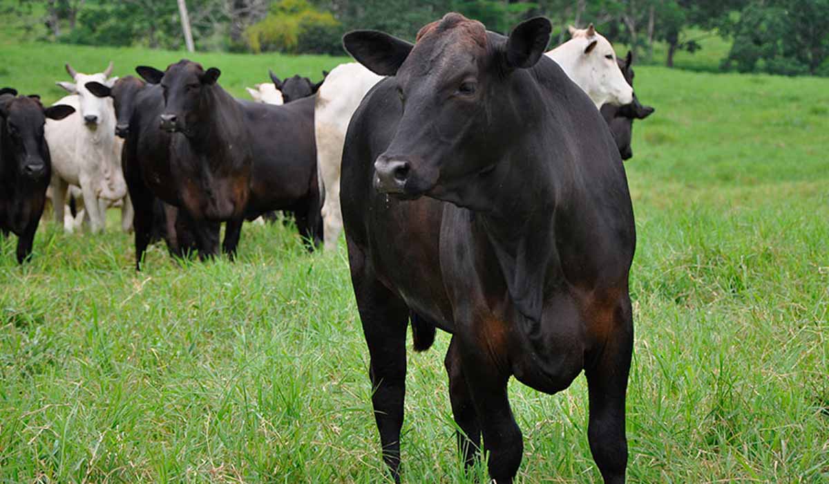 Animais em pasto biodiverso - Foto: Carlos Maurício Soares de Andrade