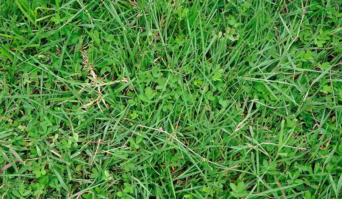 Pasto consorciado com amendoim forrageiro - Foto: Carlos Maurício Soares de Andrade Pasto consorciado com amendoim forrageiro - Foto: Carlos Maurício Soares de Andrade