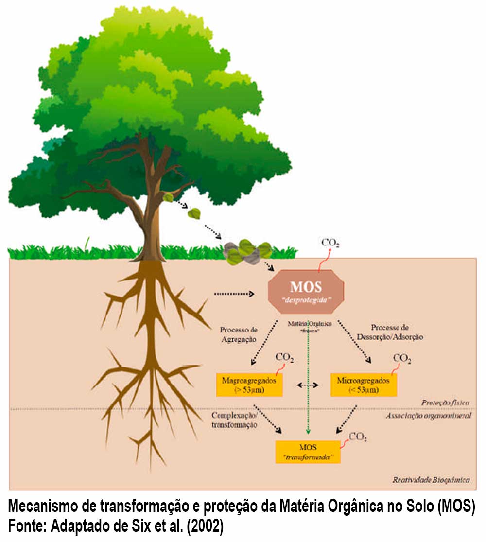 Mecanismo de transformação e proteção da Matéria Orgânica no Solo (MOS)