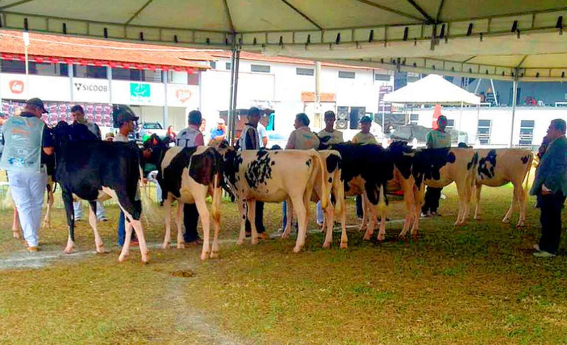 Animais em julgamento na pista da ExpoLeoa