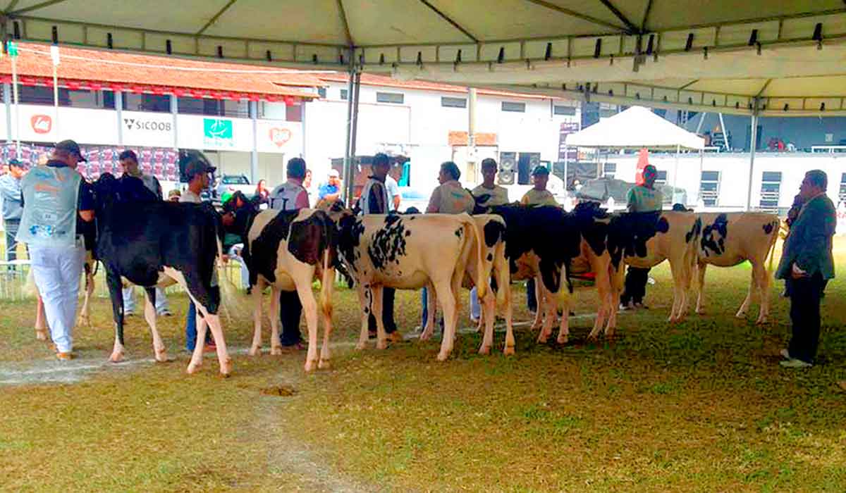 Animais em julgamento na pista da ExpoLeoa