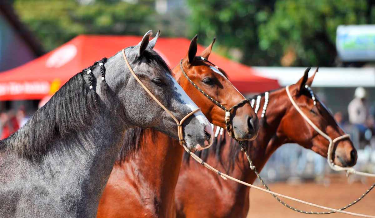 Animais na pista de julgamento